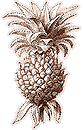 a pineapple